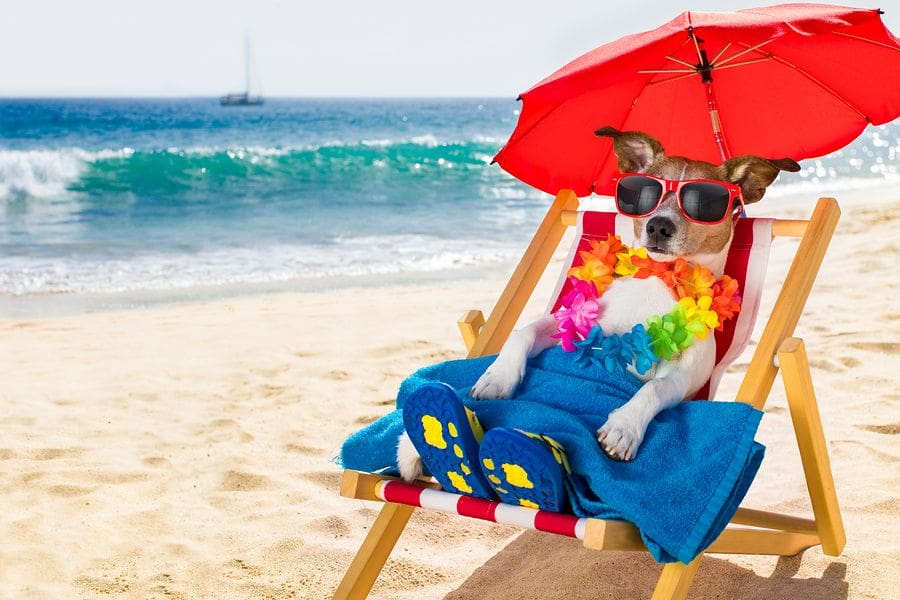 Dog relaxing at the beach