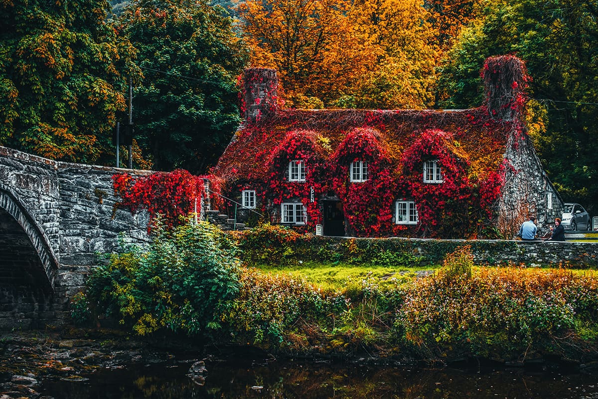 An exterior shot of an ivy covered home in autumn